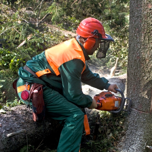 Tree Removal