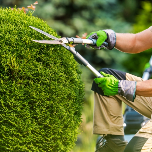 Tree Trimming/Pruning