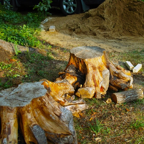 Stump Grinding