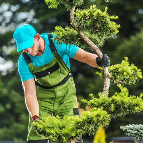 Tree Maintenance