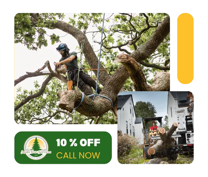 Act Quickly for Tree Removal in Alpharetta, GA—Expert Solutions Await!