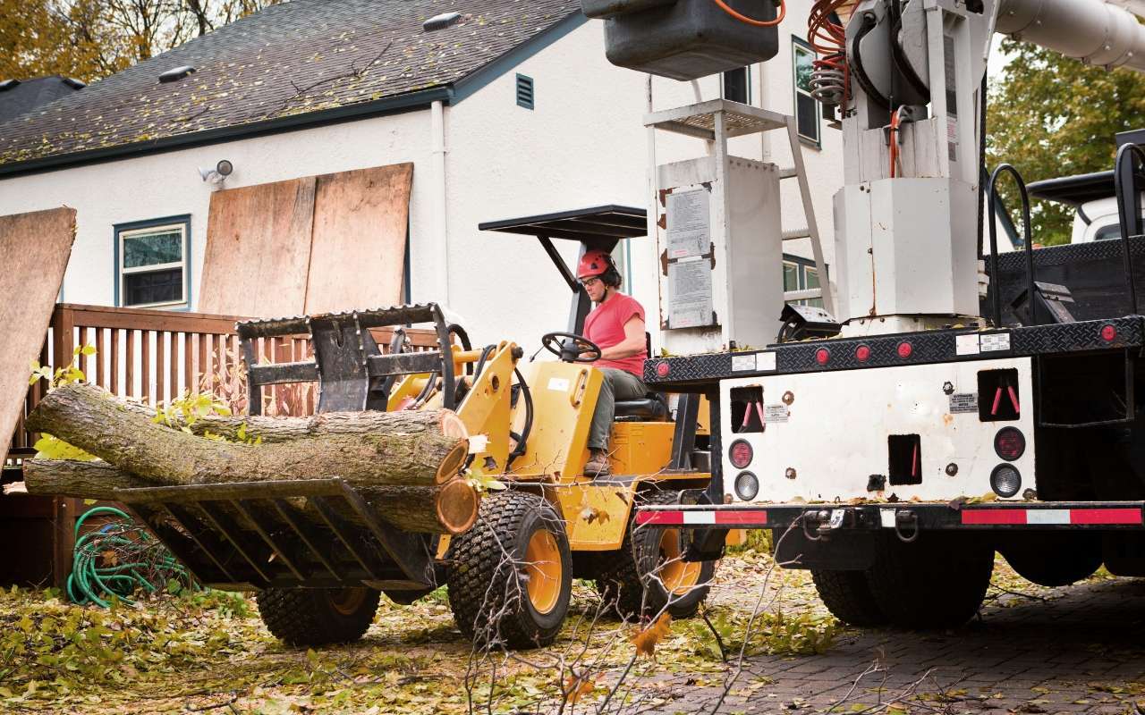 When and Why to Consider Tree Removal