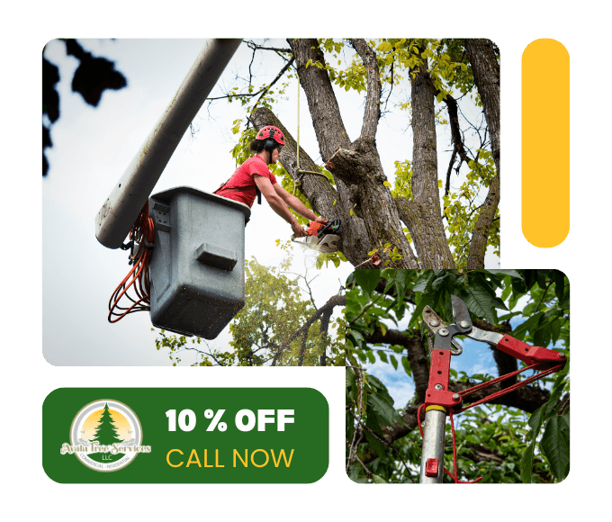 Act Fast: Reliable Tree Services in Marietta, GA