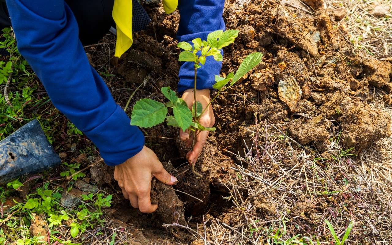 Strategic tree planting in Atlanta, GA, to enhance property aesthetic appeal.