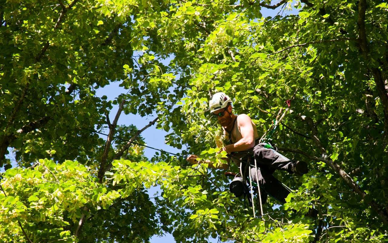 The Importance of Regular Tree Maintenance