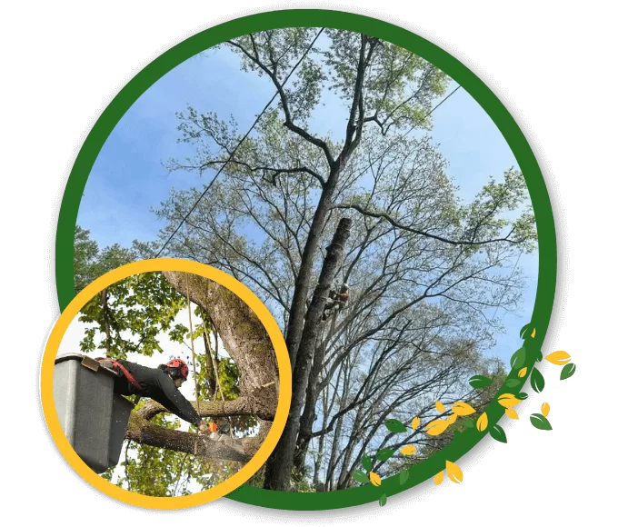 Transform Your Landscape With Skilled and Reliable Tree Care Services