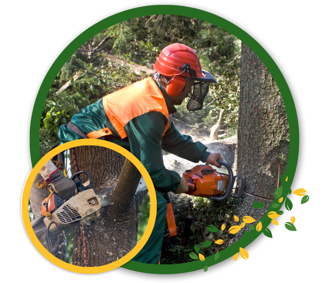 Swift Tree Removal Services in Alpharetta, GA—Reliable and Effective!