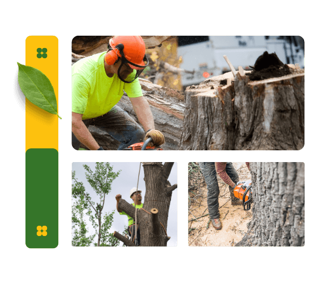 Discover Reliable Tree Services in Roswell, GA