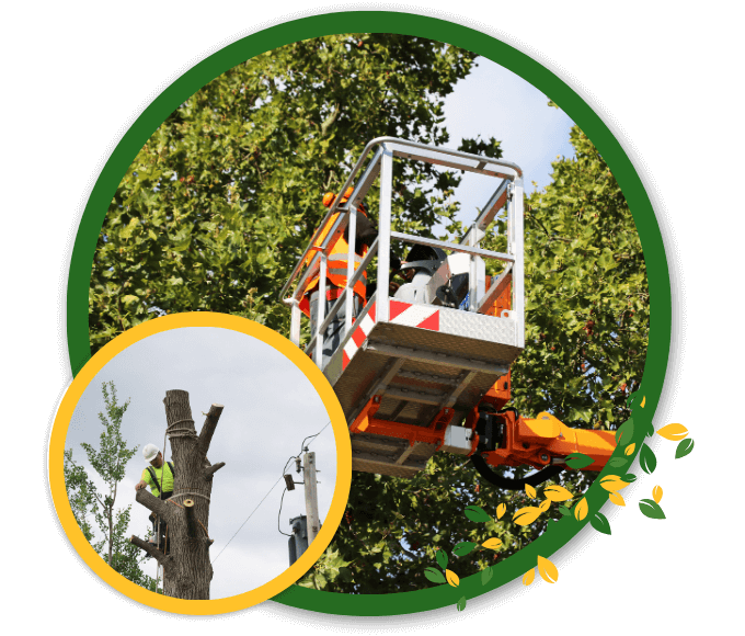 Choose Expert Tree Services in Marietta, GA, Today for a Healthy Landscape!