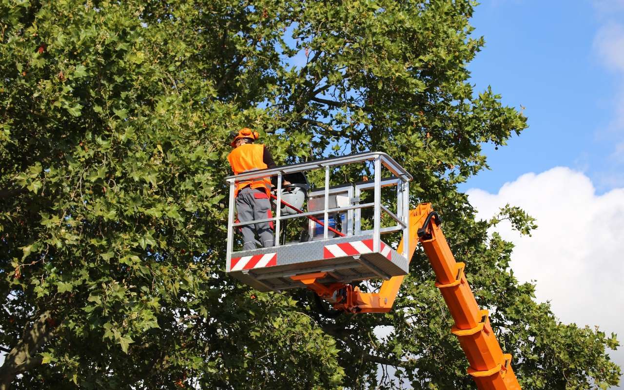 Maximize Your Property’s Potential with Professional Tree Services