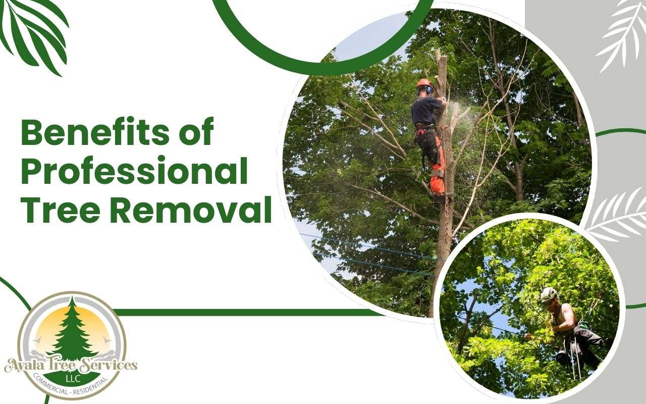 benefits-of-professional-tree-removal