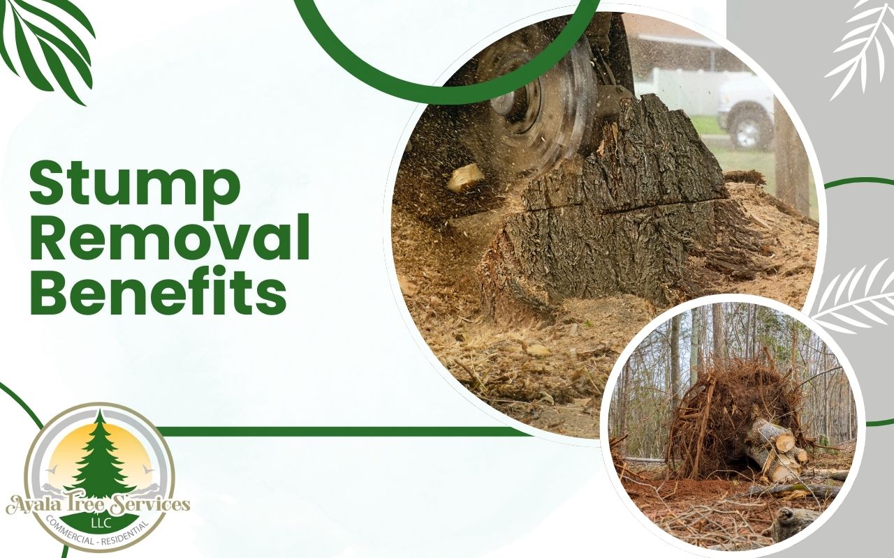 Stump Removal for Safety