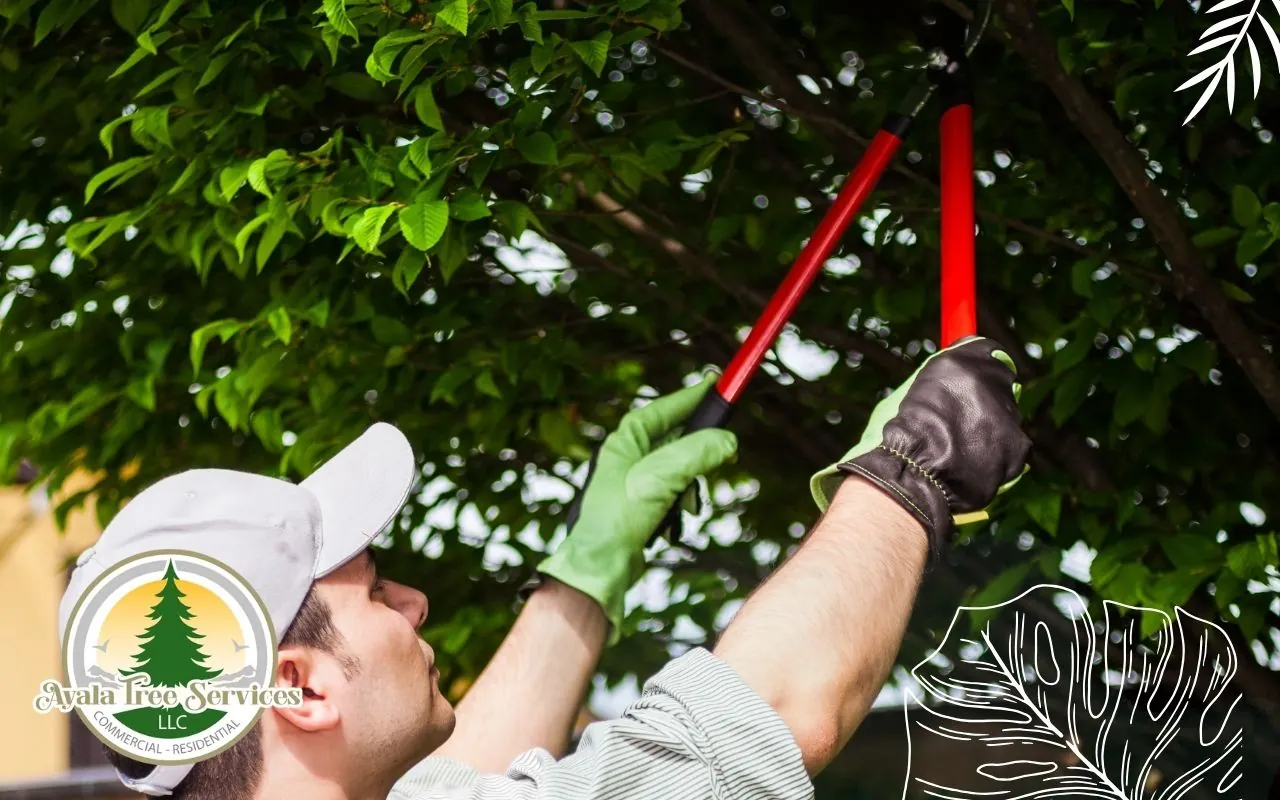 Tree maintenance services in Roswell, GA enhancing tree health and property safety.