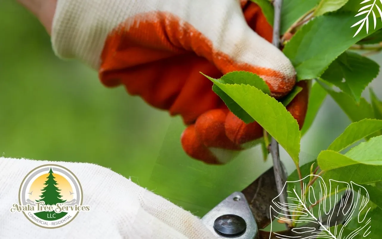 Tree Pruning Services for Healthy Trees