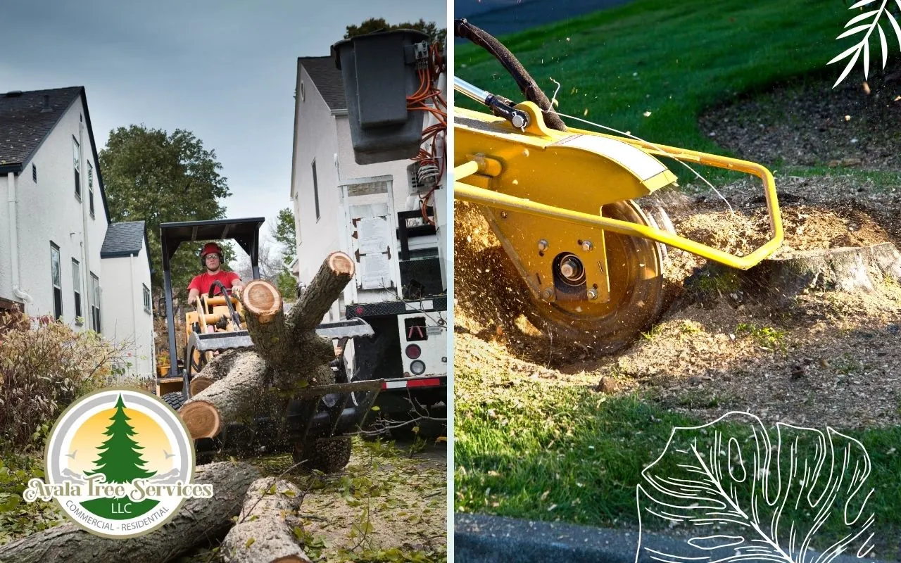 Tree Removal and Stump Grinding Services in Roswell