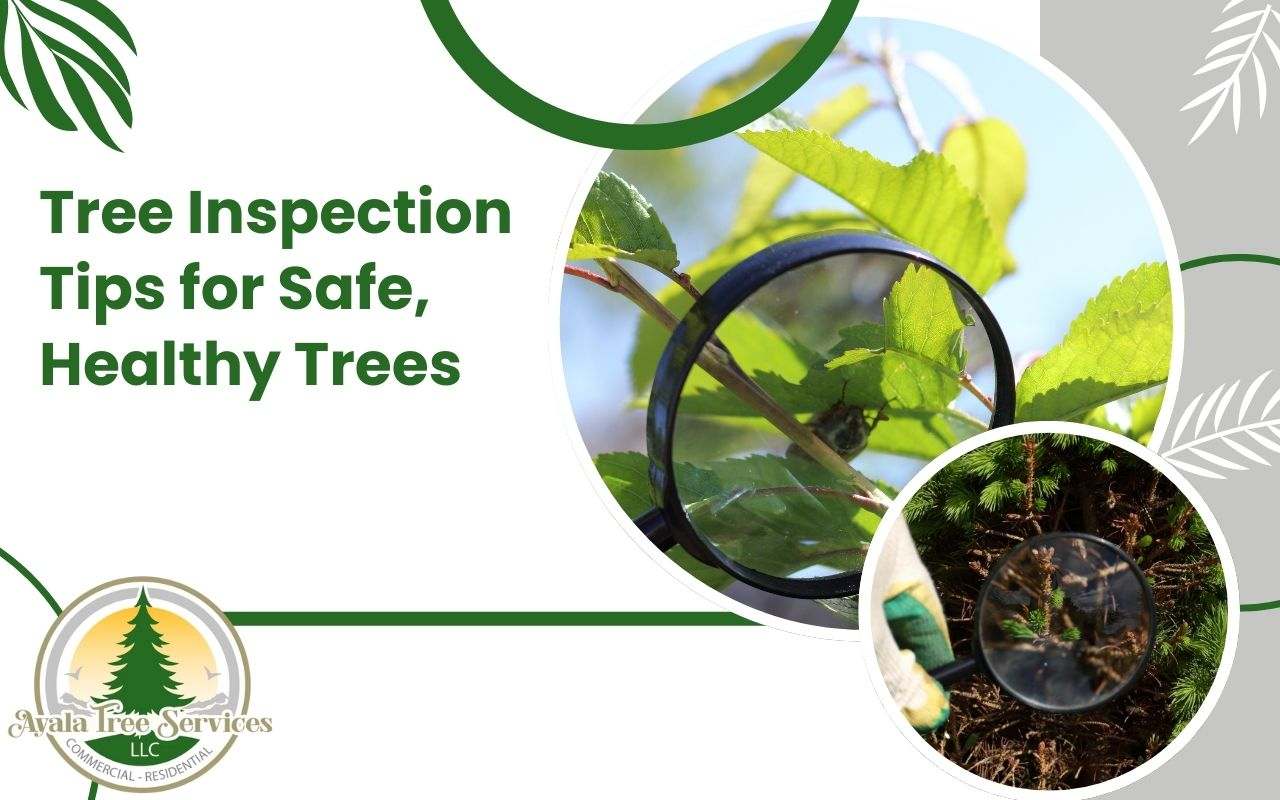 Tree inspection tips to maintain health and safety.