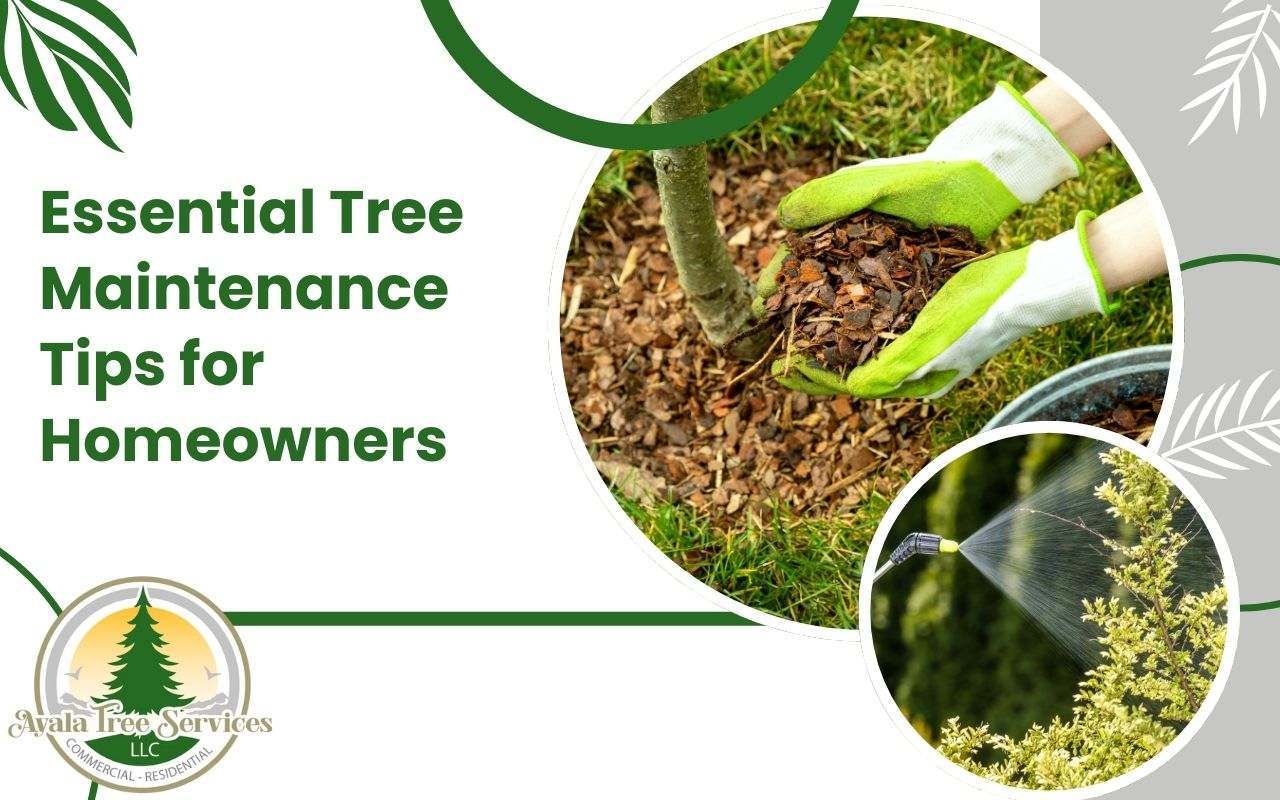 Tree maintenance tips for homeowners to keep trees healthy.