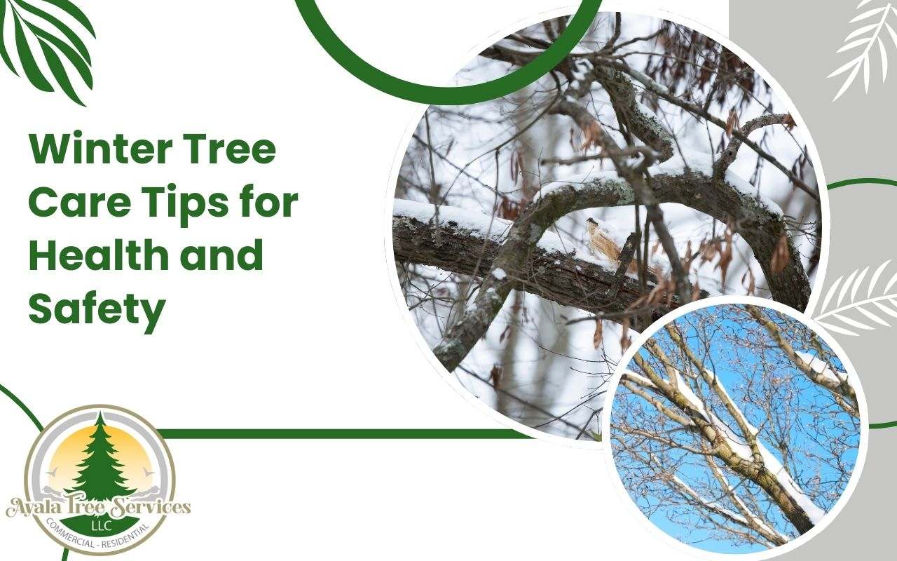 Winter tree care tips for protecting trees in cold weather.