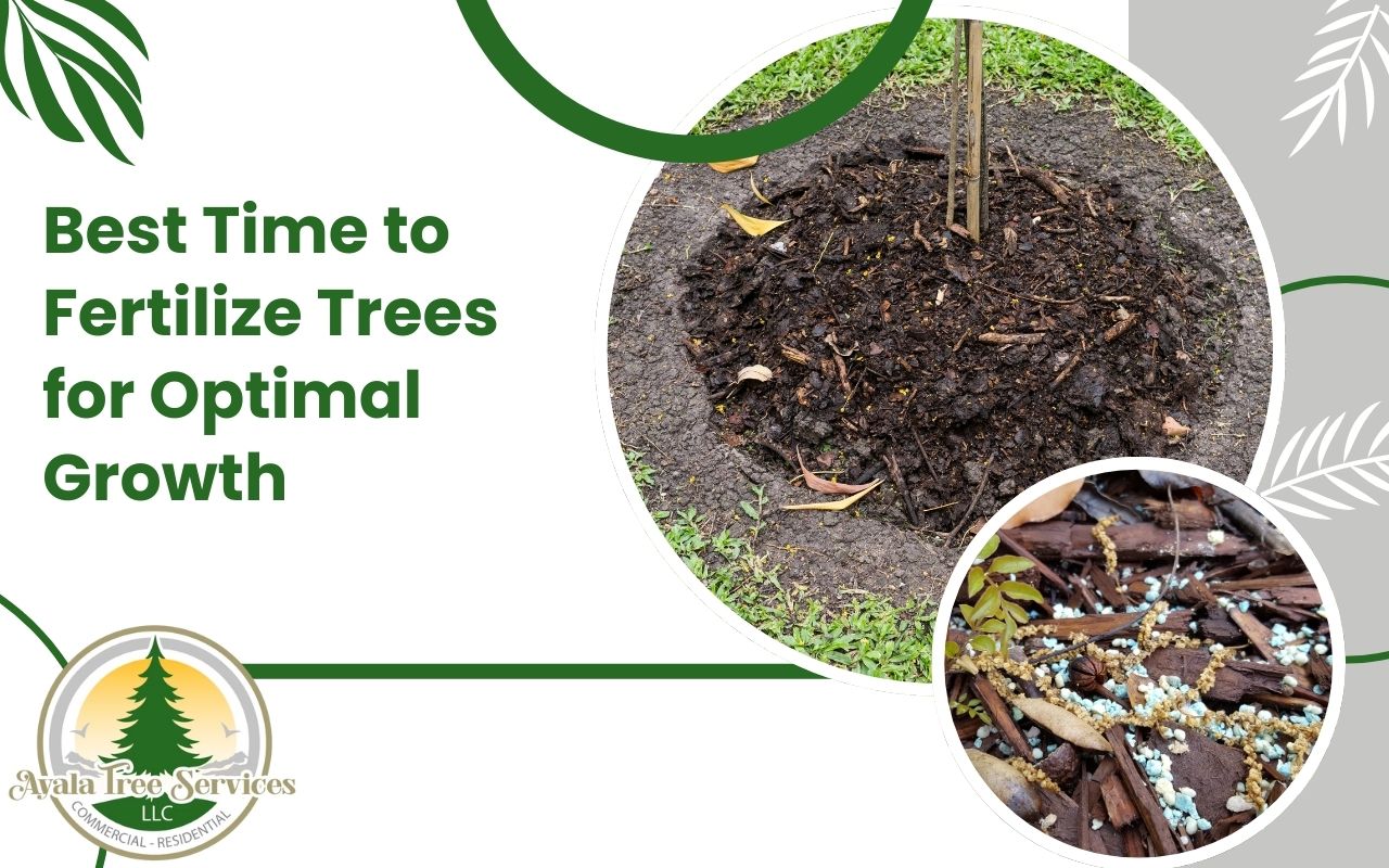 Fertilizing a tree at the optimal time for healthy growth.