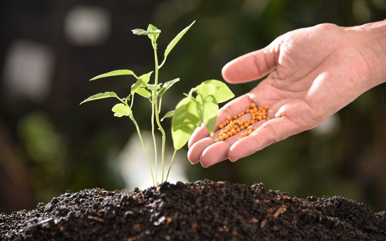 Healthy tree growth as a result of proper fertilization.