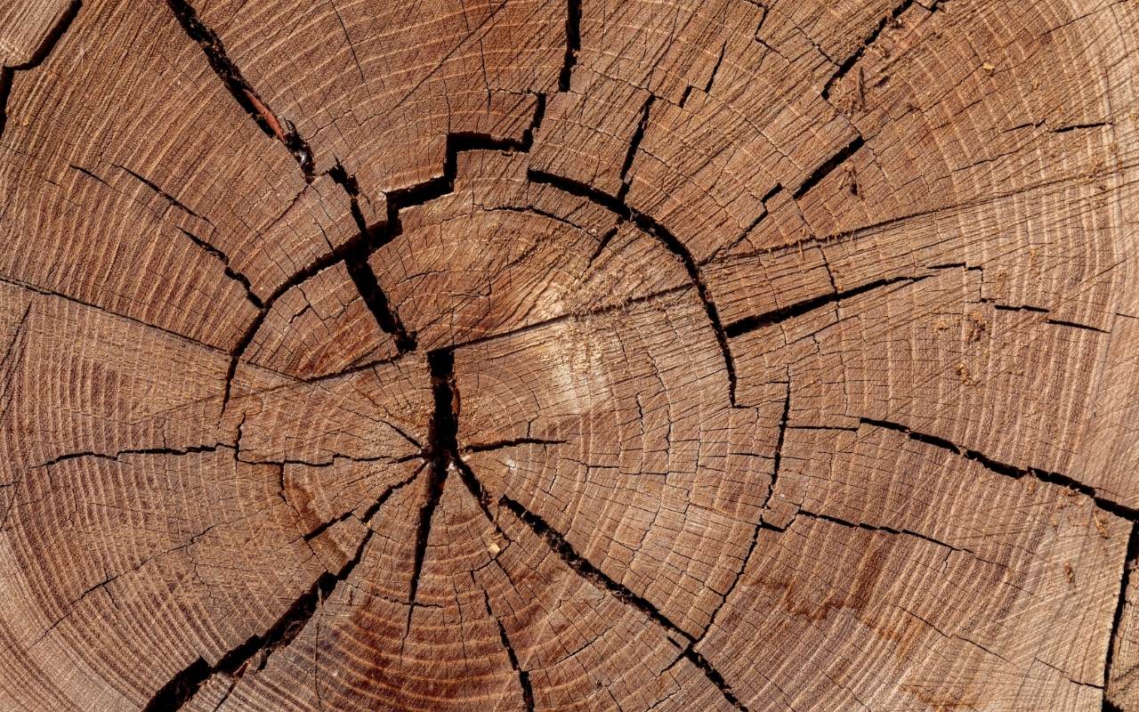 Using chemicals to speed up tree stump decomposition