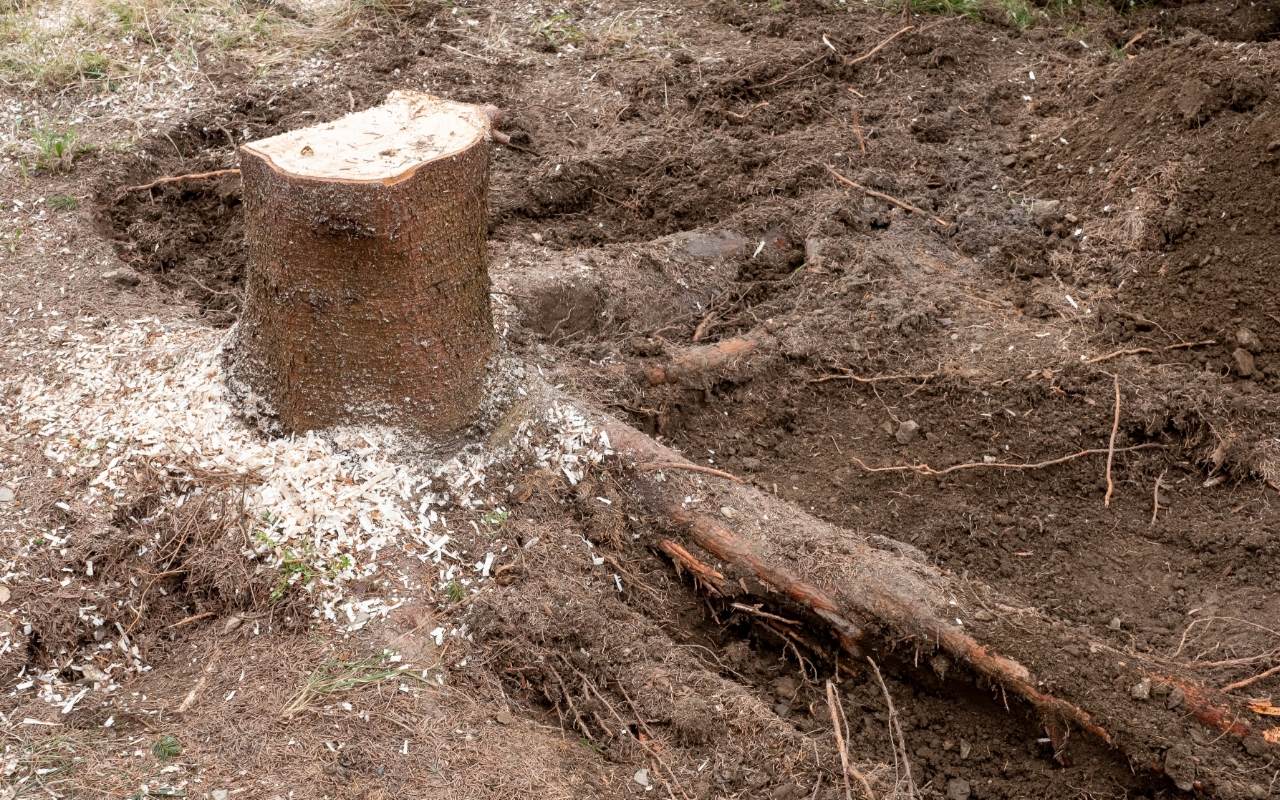 Applying Epsom salt to a tree stump to speed up natural decay.