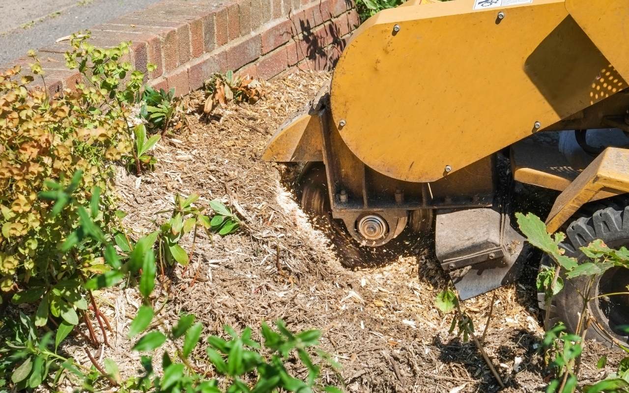 Factors that influence tree stump removal costs