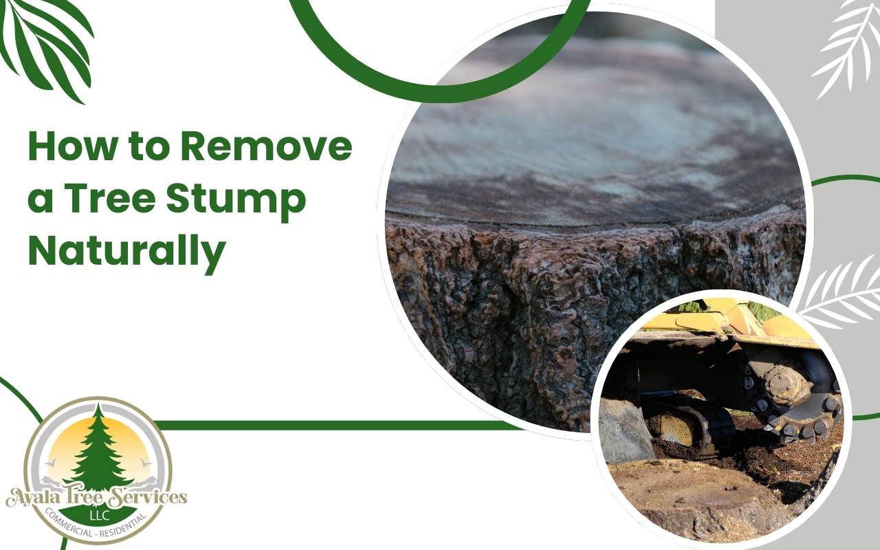 Tree stump decomposing naturally using mulch and tarp