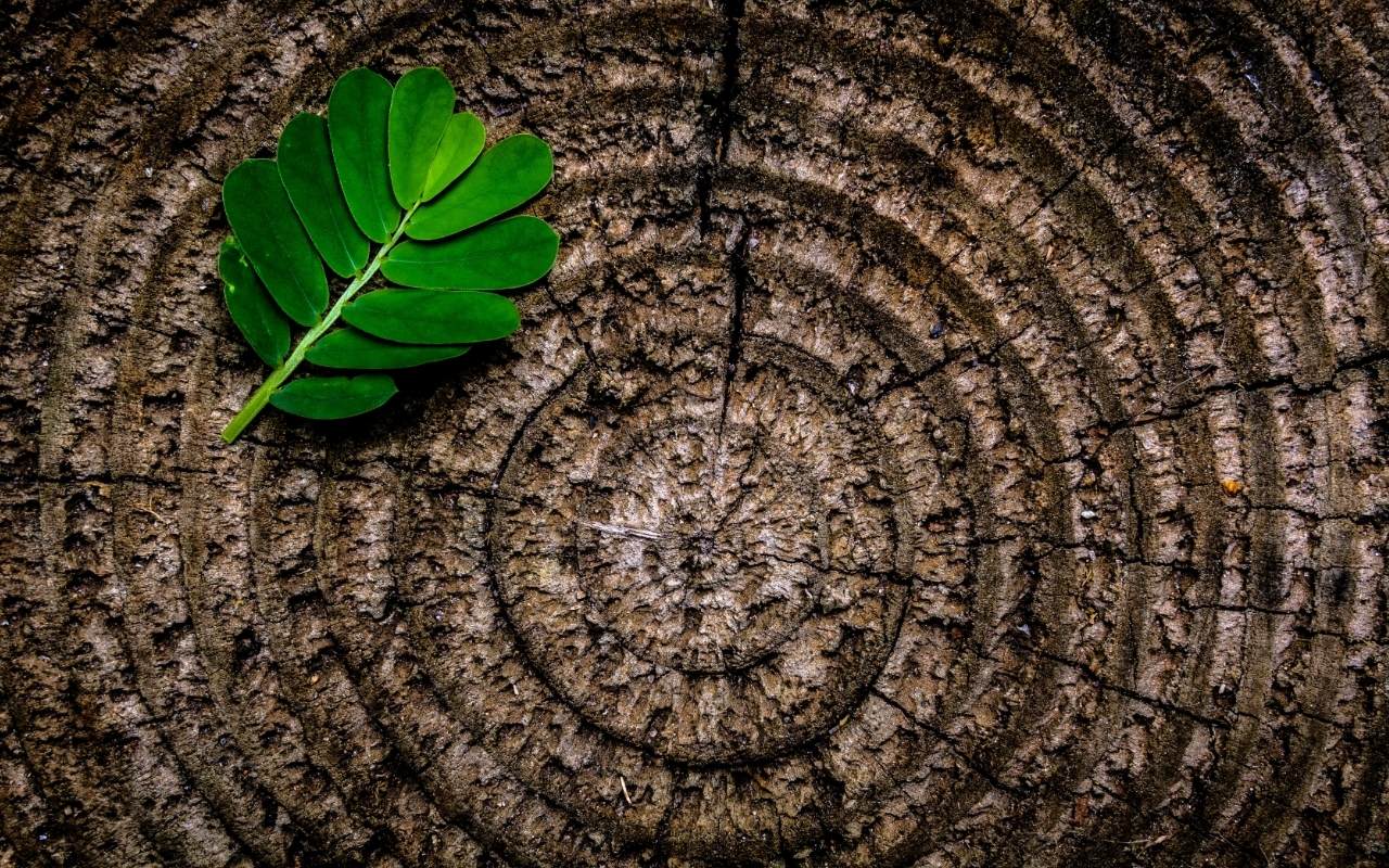 Comparison between DIY and professional stump removal services