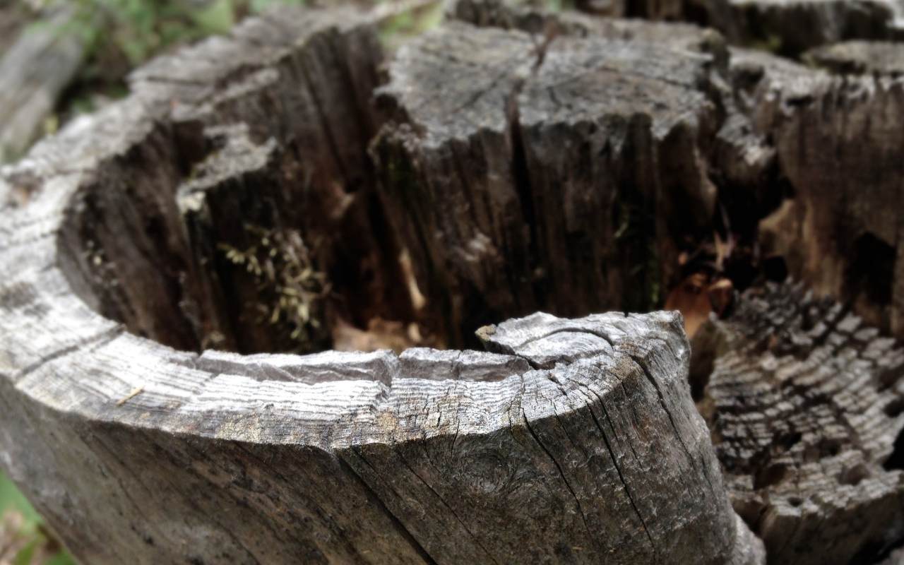 Manual stump removal of a partially rotted tree base