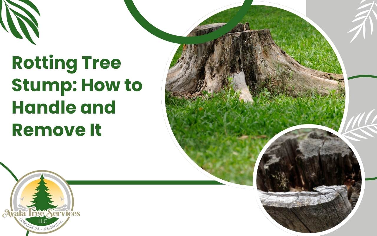 Signs of a rotting tree stump including fungus and soft wood