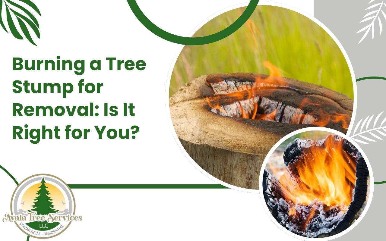 Tree stump being burned safely with controlled flame.