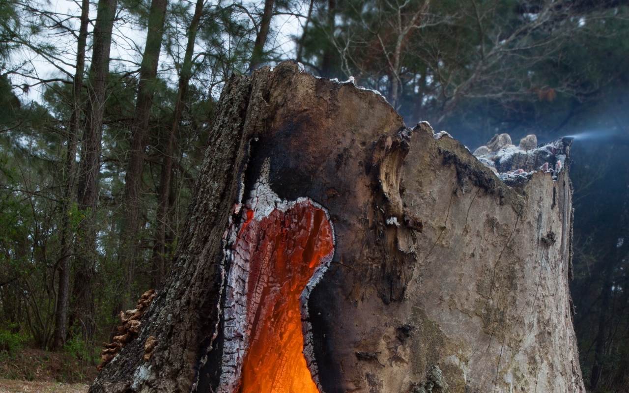 Tools needed for burning a tree stump including drill and kerosene.