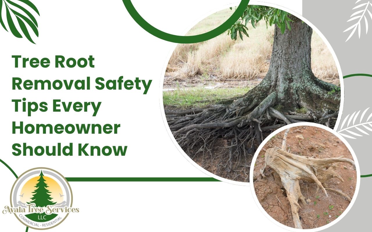 Large tree roots being cut near a house foundation