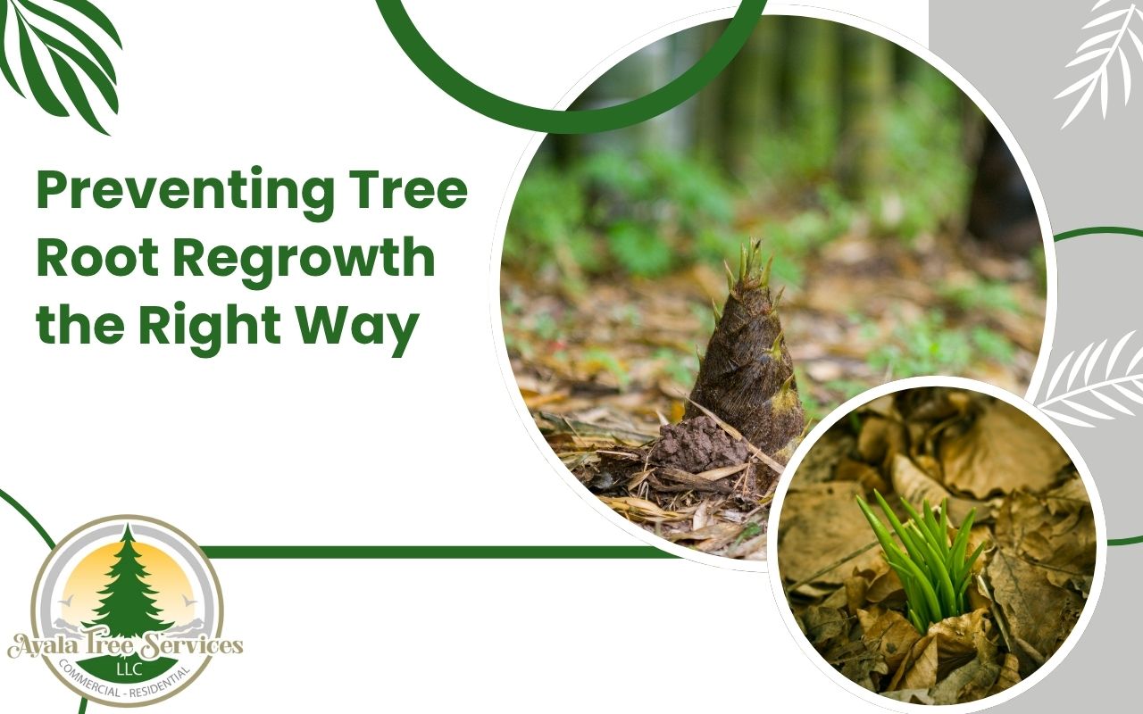 New tree shoots growing from leftover roots in yard