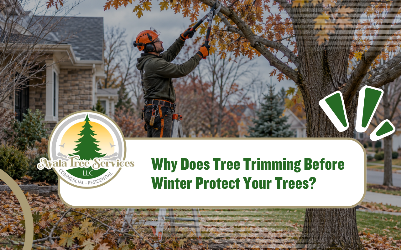 Tree trimming before winter to prepare a residential yard for cold weather