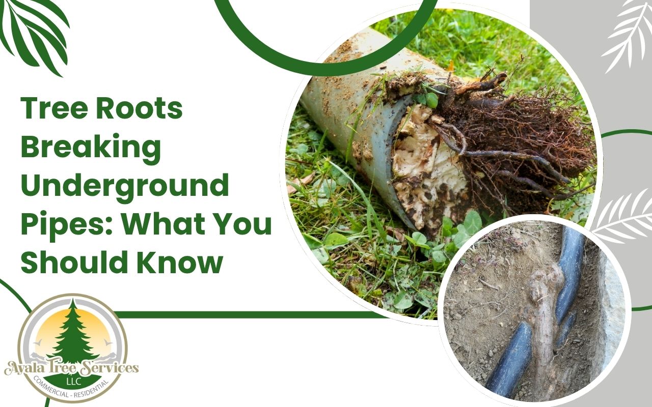 Roots intruding into an underground sewer pipe