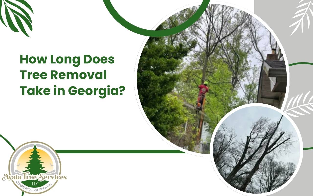 Tree removal process in Georgia with professional arborist team