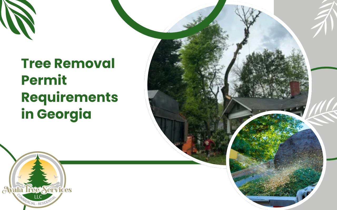 Tree removal permit requirements in Georgia for homeowners