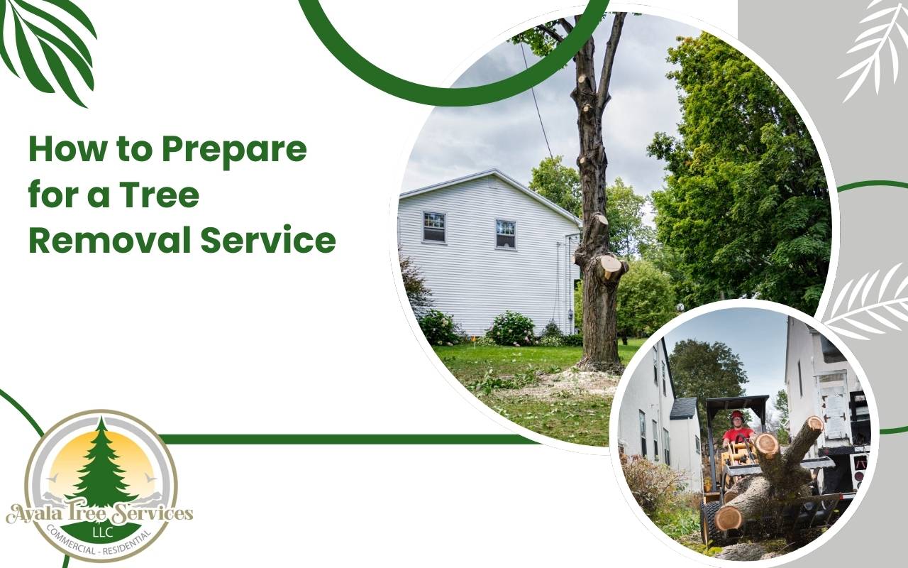 Clearing the work area as part of tree removal preparation tips