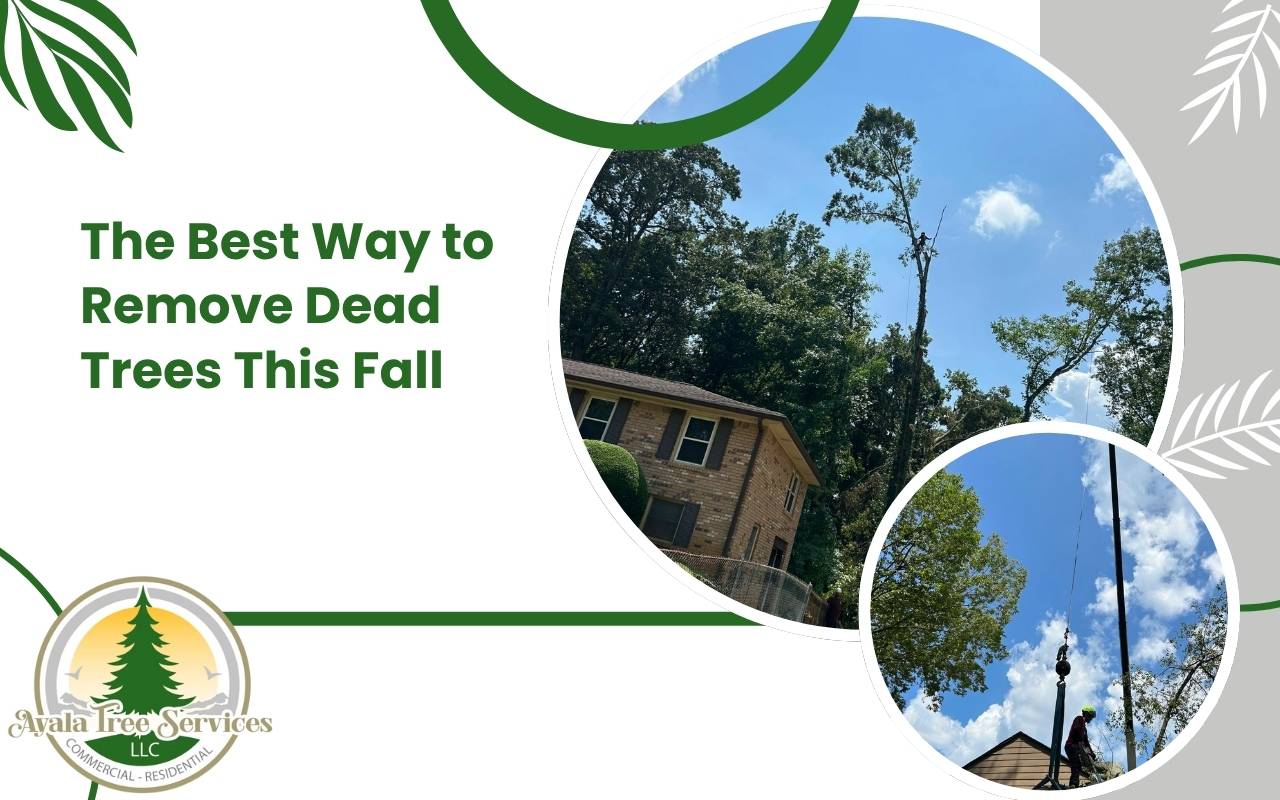 Certified arborists performing safe tree removal for homeowners