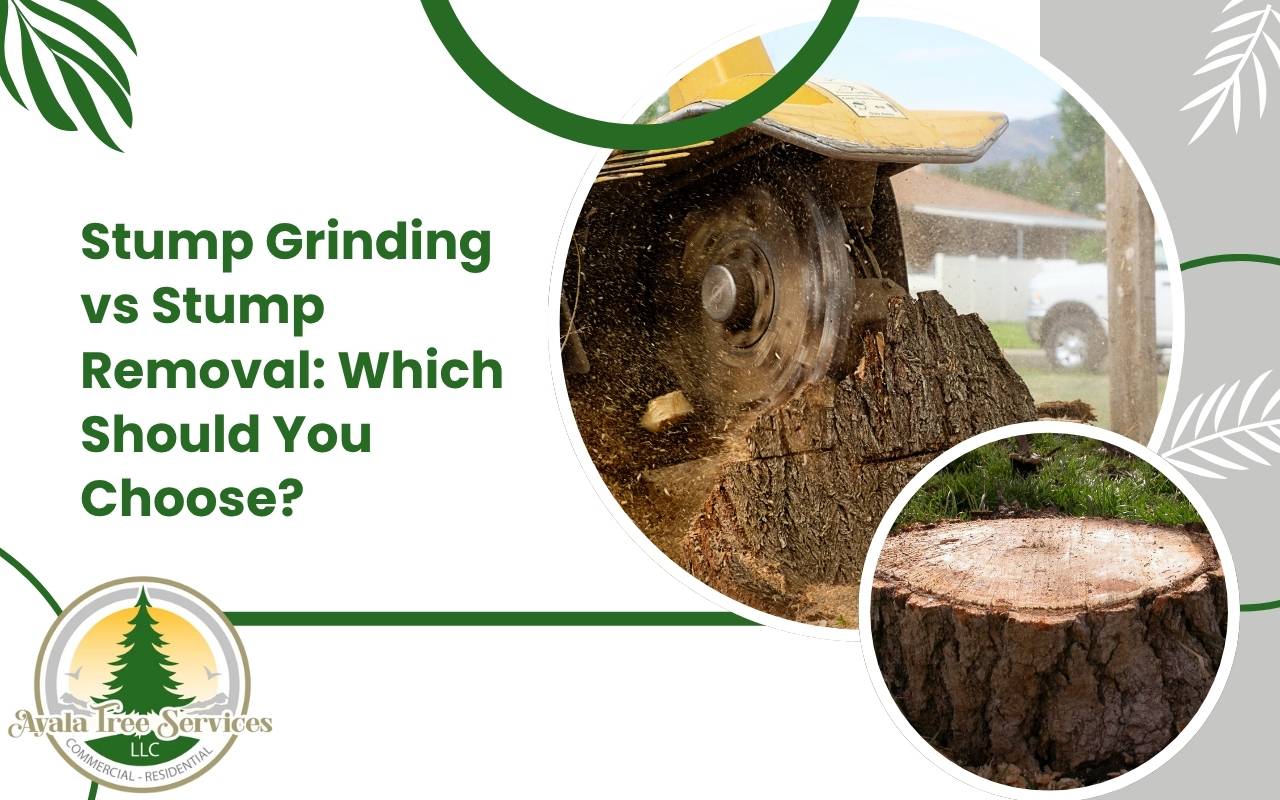 Professional using stump grinding equipment to clear tree remains
