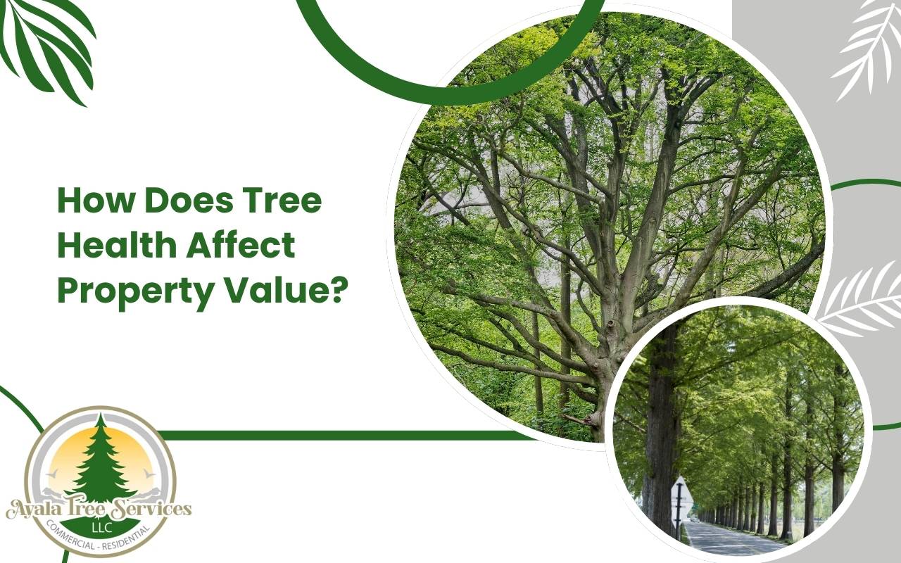 Healthy trees improving property value through curb appeal