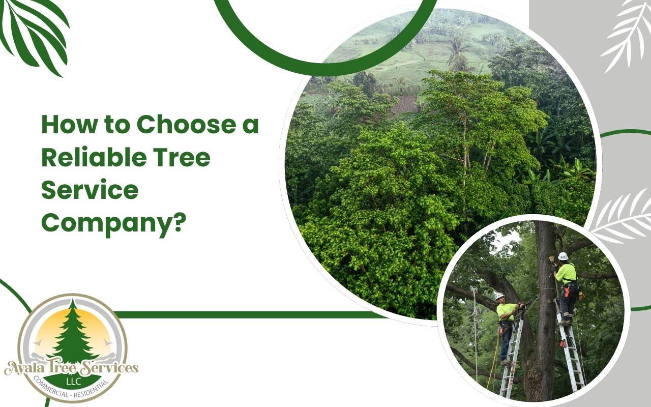 How to choose a reliable tree service company safely