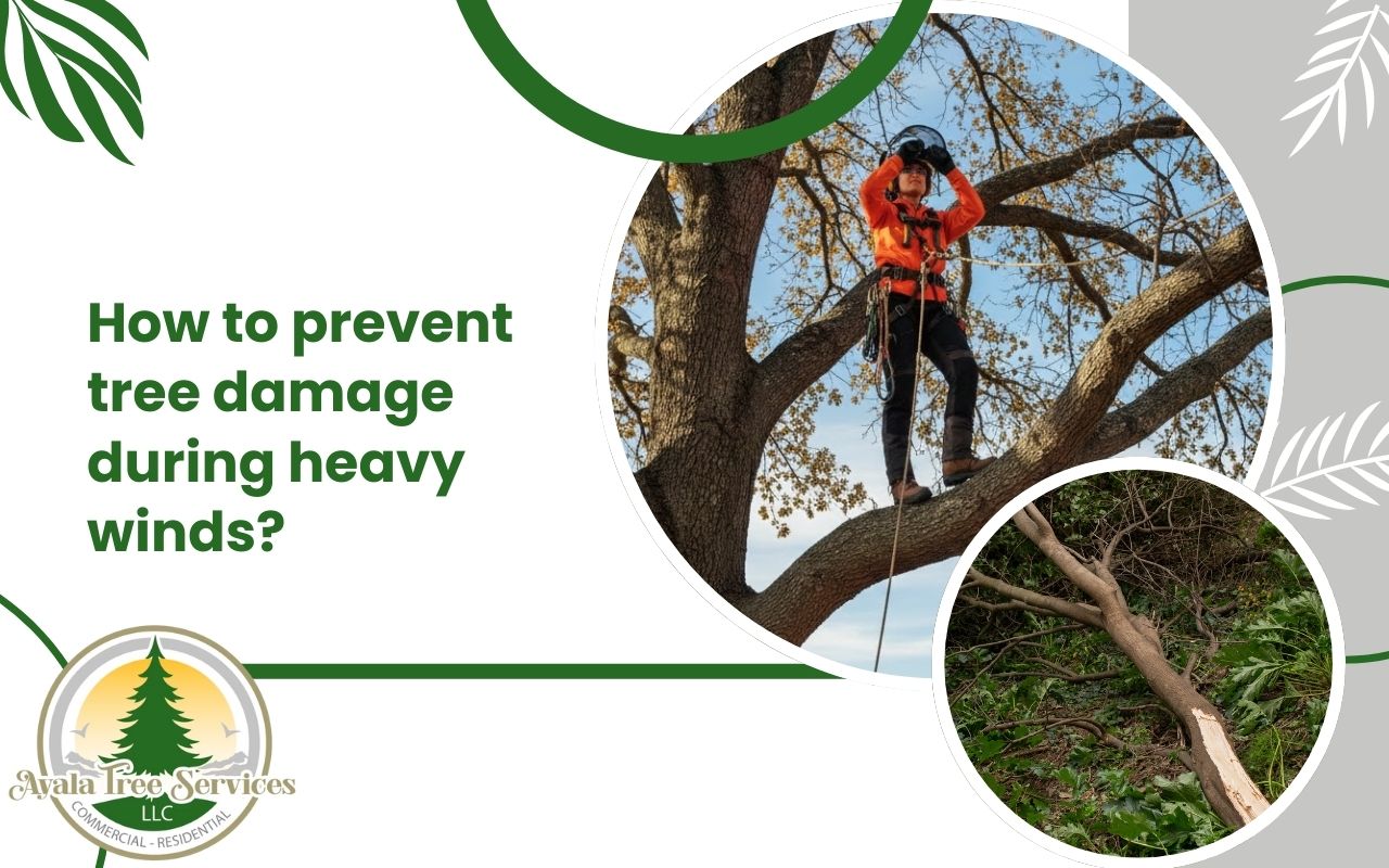 Homeowner inspecting trees to learn how to prevent tree damage during heavy winds