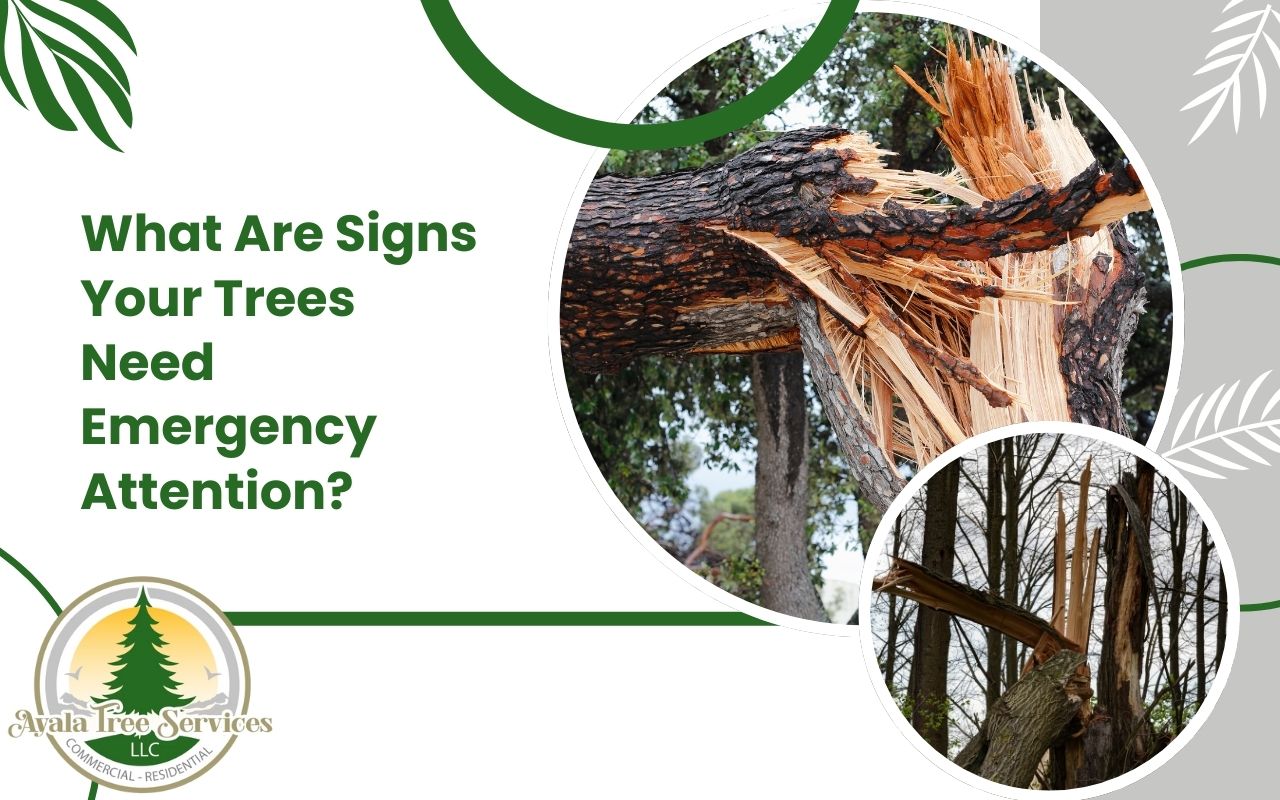 Leaning tree near a house showing clear Signs Your Trees Need Emergency Attention after a storm