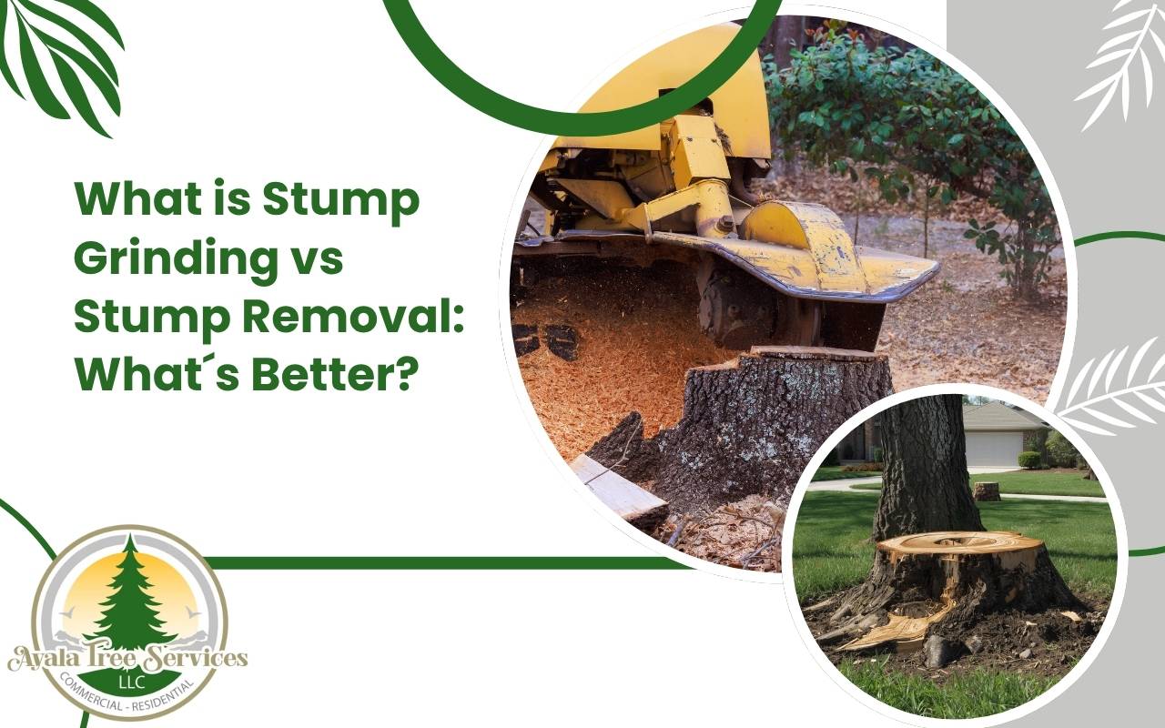stump grinding vs stump removal process in Roswell GA