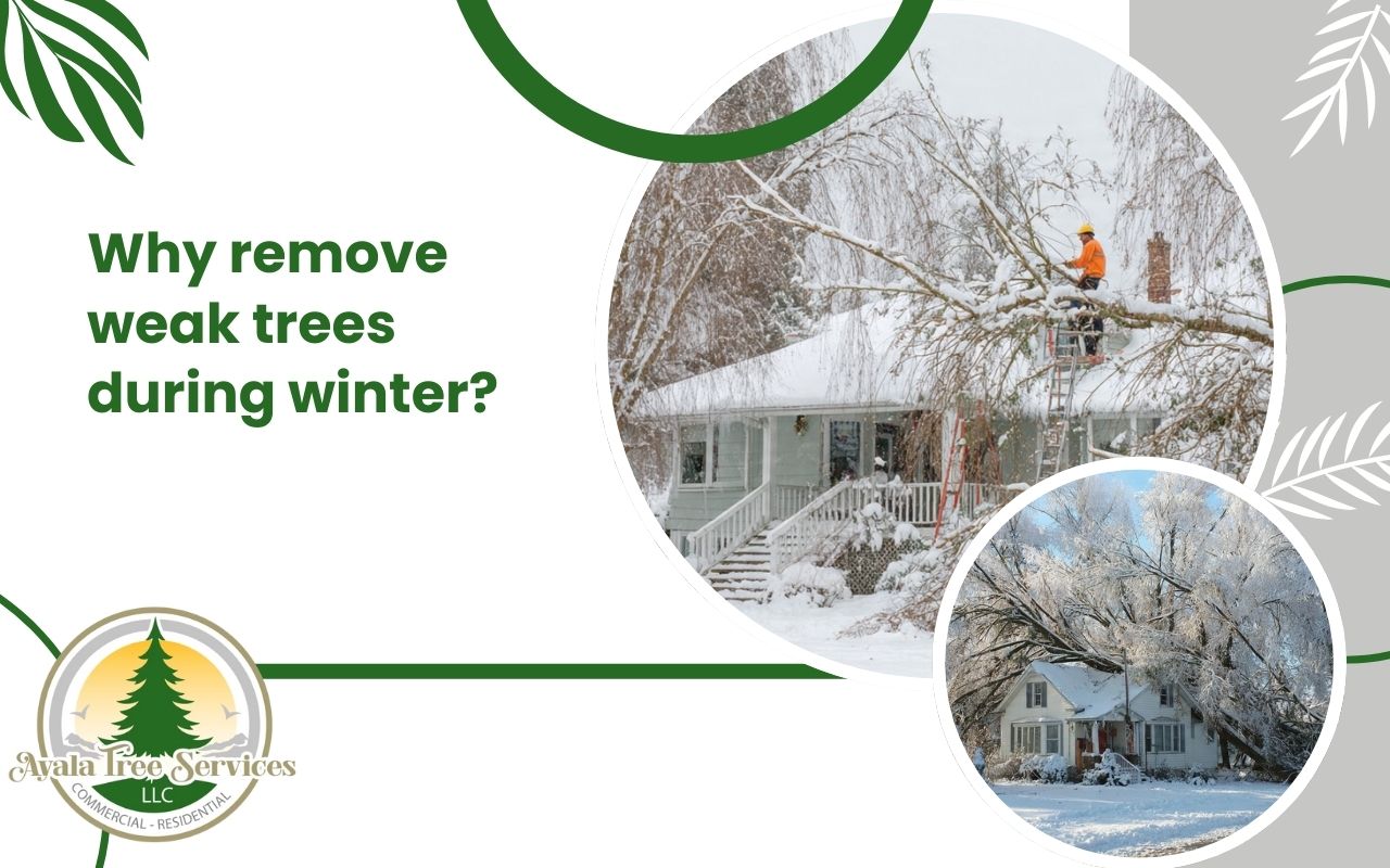 Winter inspection showing the benefits of removing weak trees in winter near a home