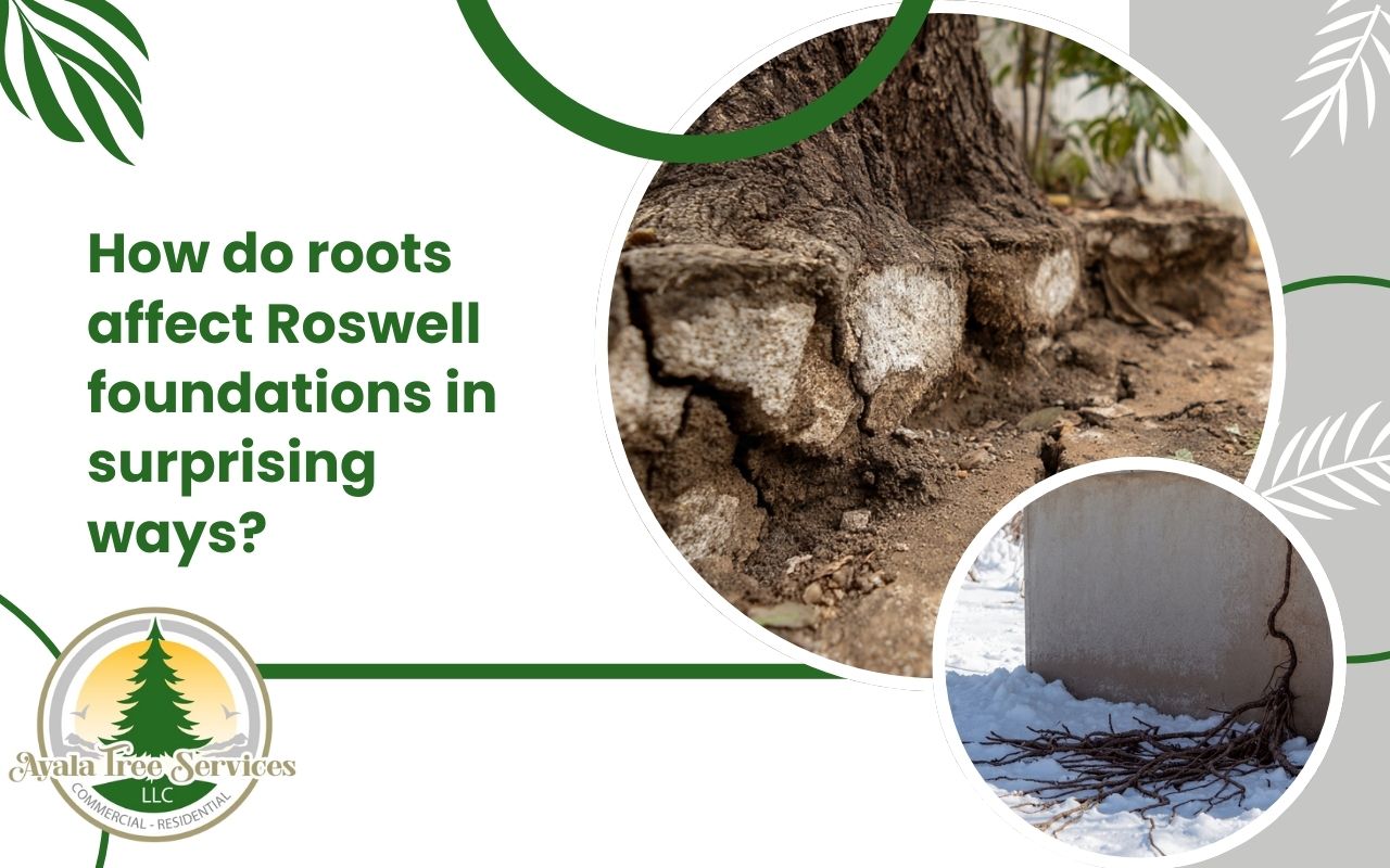 Winter root pressure and frozen ground root expansion impacting a Roswell foundation