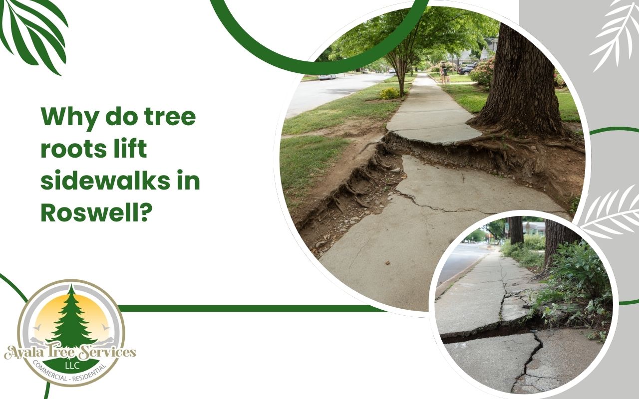 Root barrier trench installed between a tree and a sidewalk in Roswell